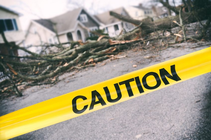 Tree falls on a car after Nor-easter storm and also takes down a telephone pole and power line